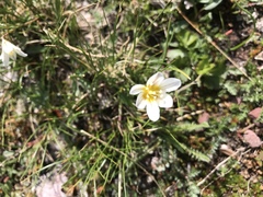 Gagea serotina