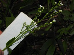 Hedyotis acutangula