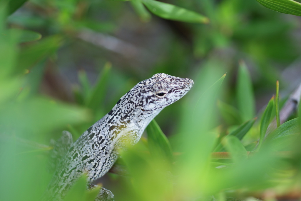 Cook's Anole