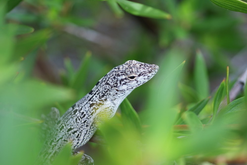 Anolis cooki