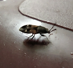 Lanchnophorus singalensis