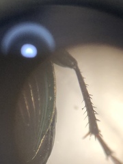 Poecilus versicolor