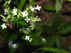 Hedyotis acutangula