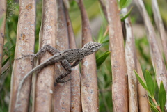 Anolis cooki