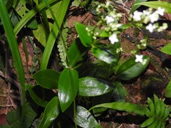 Hedyotis acutangula
