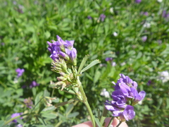 Medicago sativa