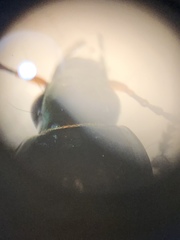 Poecilus versicolor