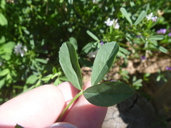 Medicago sativa