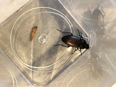 Poecilus versicolor