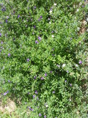 Medicago sativa