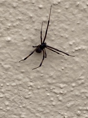 Latrodectus geometricus