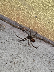Latrodectus geometricus