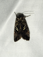 Syngrapha alias