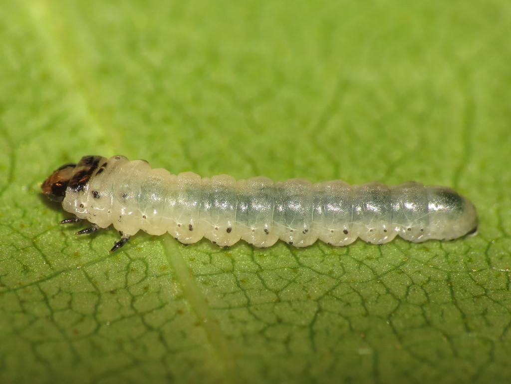 Curved Birch Mining Sawfly