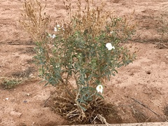Argemone munita