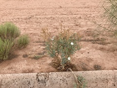 Argemone munita
