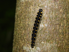 Tenthredo mandibularis