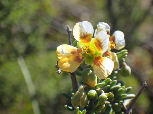 Image of Roepera pygmaea by (c) Mahomed Desai, some rights reserved (CC BY)