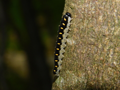 Tenthredo mandibularis