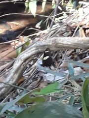 Heliconius sara thamar