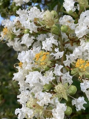 Lagerstroemia