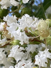 Lagerstroemia