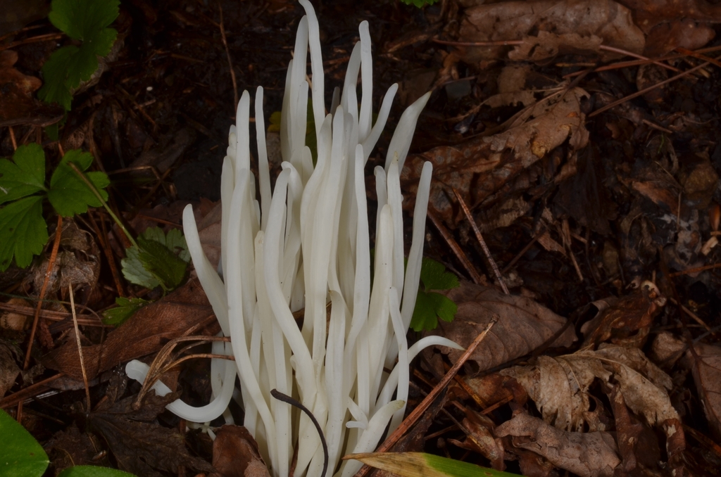Clavaria fragilis · August 2020 · photo: © epopov (iNaturalist, cc-by)