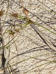 Cyperus grayi