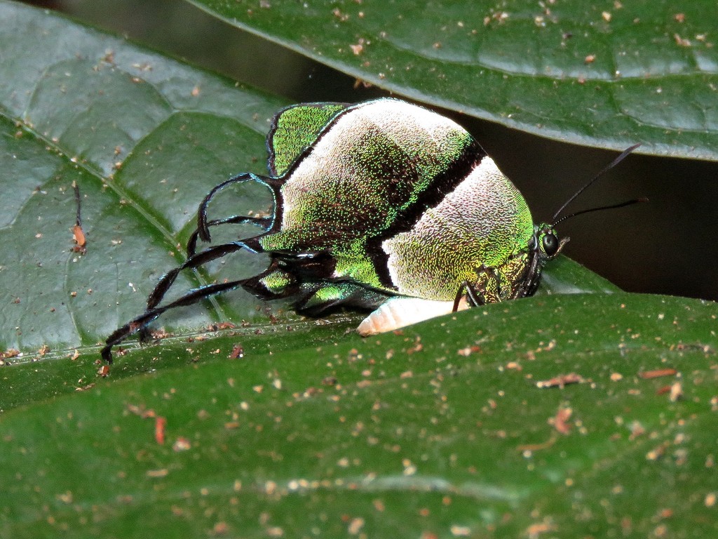 Atlidina