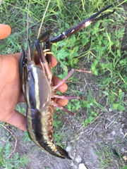 Macrobrachium carcinus