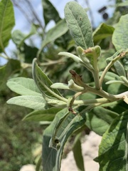 Pluchea carolinensis