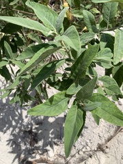 Pluchea carolinensis