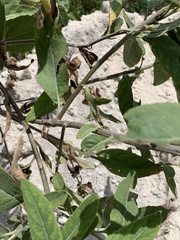 Pluchea carolinensis