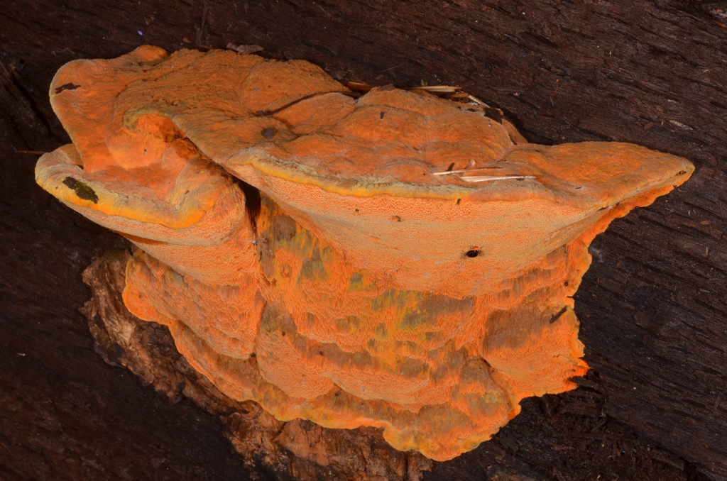 Aurantiporus croceus · August 2020 · photo: © epopov (iNaturalist, cc-by)