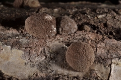 Annulohypoxylon annulatum
