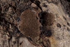 Annulohypoxylon annulatum