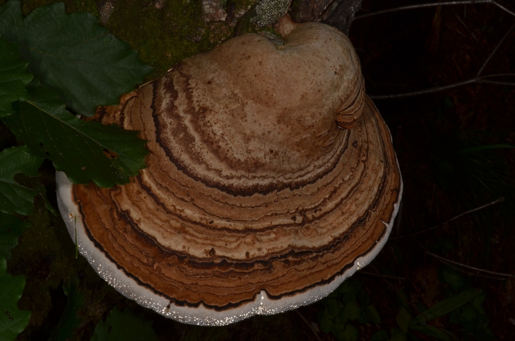 Fomes fomentarius · August 2020 · photo: © epopov (iNaturalist, cc-by)
