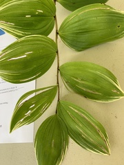 Polygonatum odoratum pluriflorum