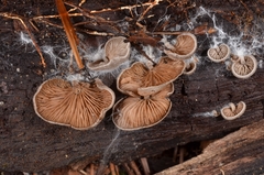 Entoloma byssisedum