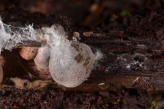 Entoloma byssisedum