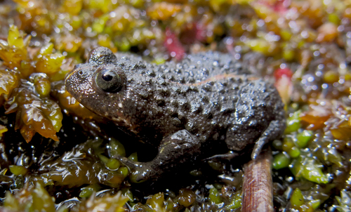 Montane Marsh Frog, Poyntonia paludicola
