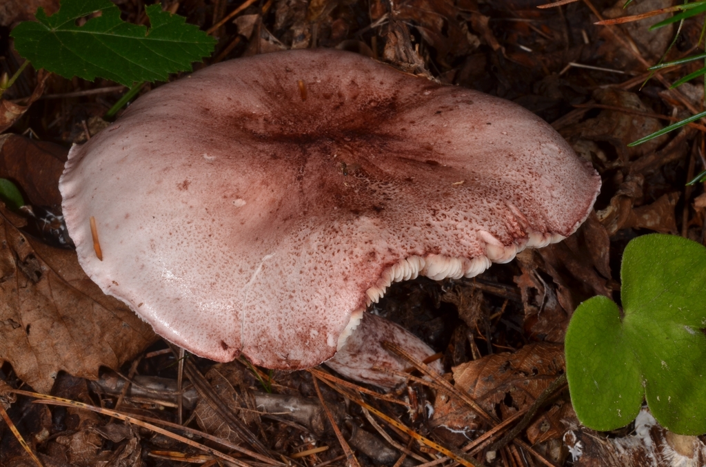 Hygrophorus russula · August 2020 · photo: © epopov (iNaturalist, cc-by)