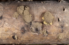 Annulohypoxylon annulatum