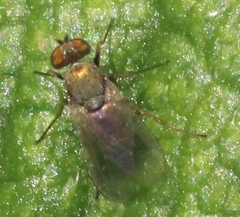 Diaphorinae