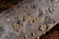 Annulohypoxylon annulatum