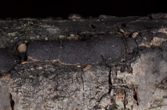 Annulohypoxylon annulatum