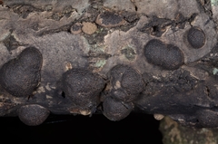Annulohypoxylon annulatum