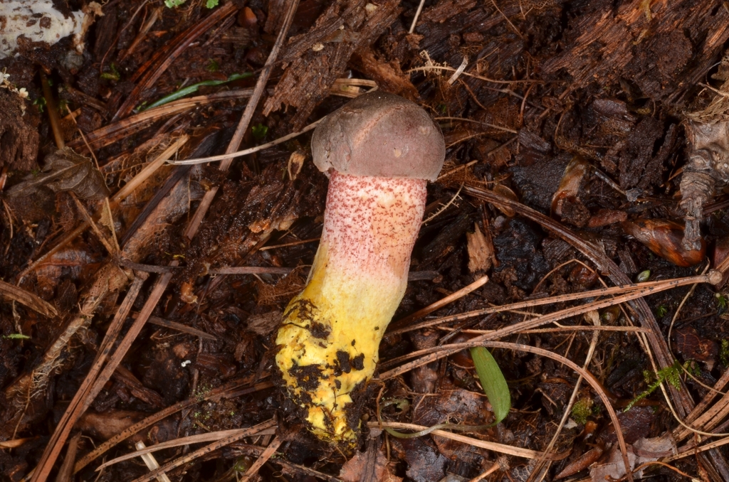 Harrya chromipes