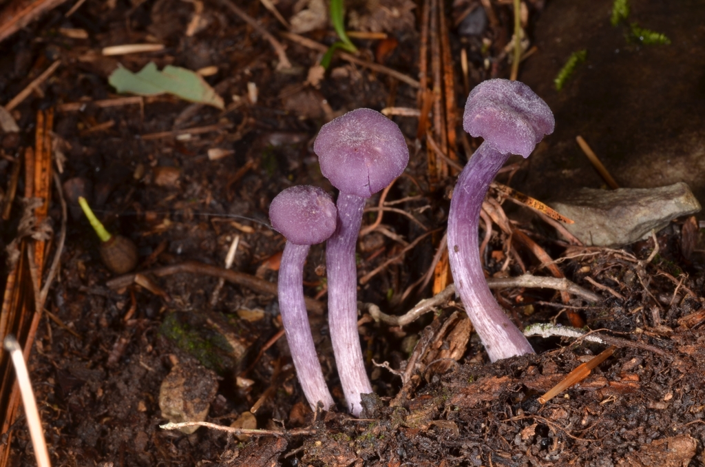Laccaria amethystina · August 2020 · photo: © epopov (iNaturalist, cc-by)