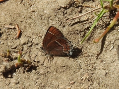 Callophrys spinetorum